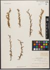 Foto von Salix wilhelmsiana M. Bieb.